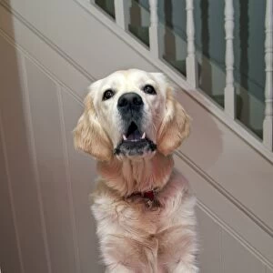 Domestic Dog, Golden Retriever, puppy, barking, standing with front legs on stairgate, England
