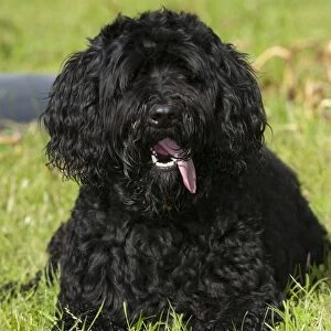 Domestic Dog, Labradoodle, adult, panting, resting beside ball on grass, England, july