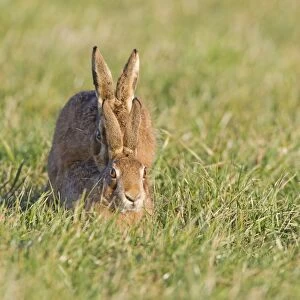 European Hare (Lepus europaeus) adult pair, mating, Suffolk, England, january