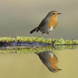 European Robin (Erithacus rubecula) adult, standing at edge of pool, with reflection, West Yorkshire, England, April