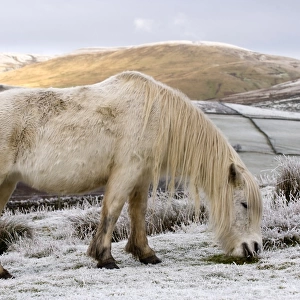 Fell Pony, white adult, grazing on snow covered moorland, Ravenstonedale, Cumbria, England, winter