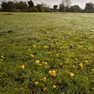Golden Waxcap (Hygrocybe chlorophana) fruiting bodies, mass growing in old grazed grassland habitat, Hyde, New Forest, Hampshire, England, november