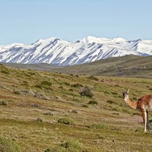 Guanaco (Lama guanicoe) adult, standing in mountain habitat, Torres del Paine N. P. Southern Patagonia, Chile, November