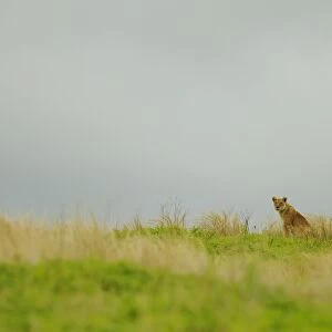 Lion (Panthera leo) adult female, sitting in habitat, Ruaha N. P. Tanzania