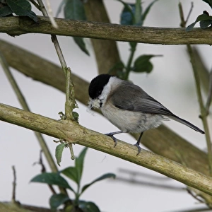 Marsh Tit with nesting material