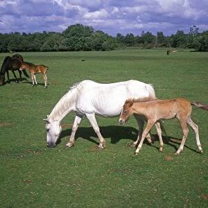 New Forest Pony, mares with foals, grazing on heathland, Brockenhurst, New Forest, Hampshire, England