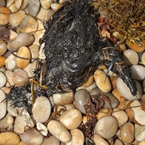 Northern Fulmar (Fulmaris glacialis) dead, oiled carcass washed up on shingle beach, Chesil Beach, Dorset, England, july