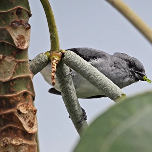 Plain-coloured Tanager (Tangara inornata languens) adult, feeding in fruiting tree, Canopy Tower, Panama, November