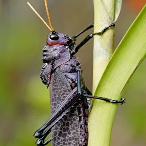 Purple Lubber Grasshopper (Taeniopoda reticulata) adult, clinging to stem in rainforest, Tortuguero N. P
