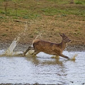 Red Deer (Cervus elaphus) calf, running through water, during rutting season, Minsmere RSPB Reserve, Suffolk, England