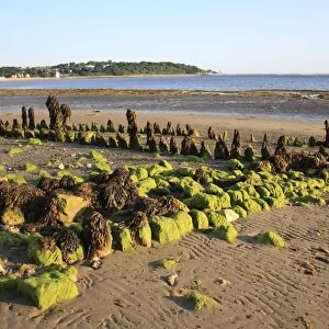 Remains of breakwater covered with seaweed, on beach with incoming tide, Bembridge, Isle of Wight, England, june