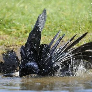 Rook (Corvus frugilegus) adult, bathing, Oxfordshire, England, march