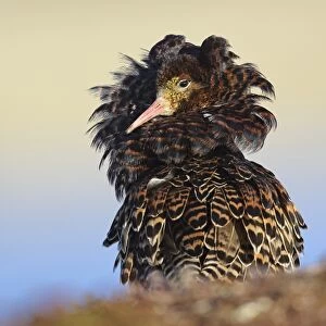 Ruff (Philomachus pugnax) adult male, breeding plumage, territorial form displaying at lek, Varanger Peninsula