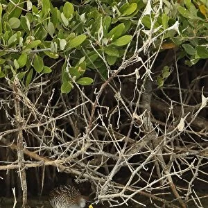 Sora Rail (Porzana carolina) adult, feeding below mangroves, Cayo Coco, Jardines del Rey, Ciego de Avila Province