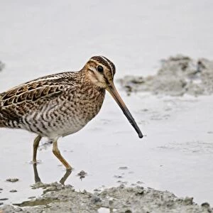 Swinhoes Snipe (Gallinago megala) adult, standing in shallow water, Hong Kong, China, September