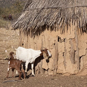 Africa, Namibia, Opuwo. A pair of goats and a traditional Himba mud hut. Credit as