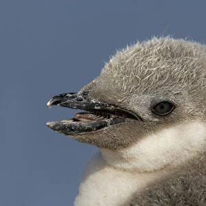 Antarctica, Half Moon Island. Portrait of chinstrap penguin chicks head with
