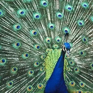 Beautiful peacock spreading colorful feathers