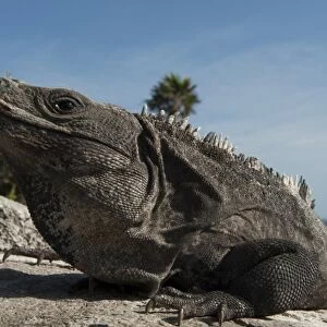 Black Iguana (Ctenosaura similis), Tulum, Sian Ka an Biosphere Reserve, Yucatan Peninsula