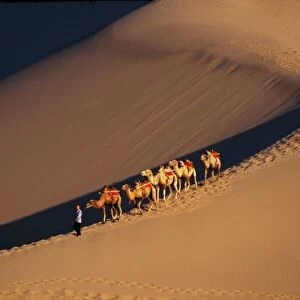 Camel caravan on the desert, Dunhuang, Gansu Province, Silk Road, China
