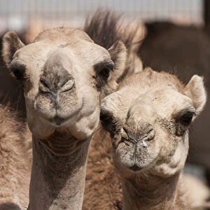 Camels at the Camel market in Al Ain near Dubai, United Arab Emirates (UAE)