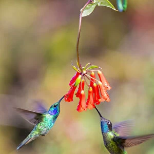 Central America, Costa Rica. Male hummingbirds feeding