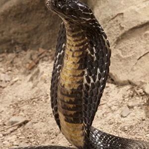 Central PA, USA, Pakistani Black Cobra. Naja naja karachiensis, showing hood display