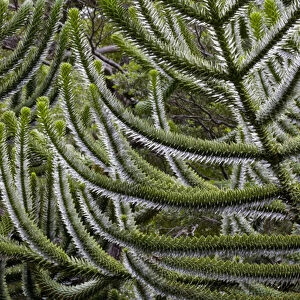 Chile. South America. Detail, bark of monkeypuzzle tree (Araucaria araucana), also know as pehun
