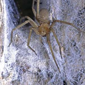The Chilean recluse (Loxosceles laeta), is a venomous spider of the family Sicariidae
