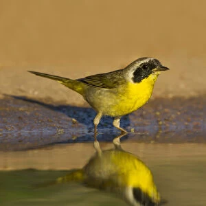 Common Yellowthroat (Geothlypis trichas) male drinking at south Texas pond