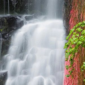 Coopey Falls, Columbia River Gorge National Scenic Area, Oregon USA