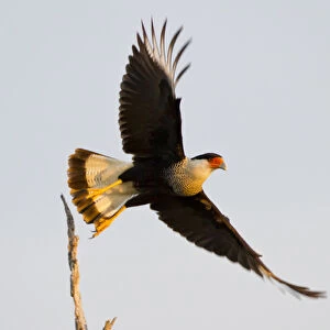 Crested Caracara (Caricara cheriway) adult taking flight