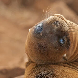 Ecuador, Galapagos National Park. Sea lion close-up
