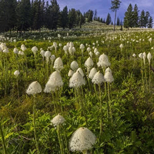 Epic bear grass bloom on Big Mountain in Whitefish, Montana, USA