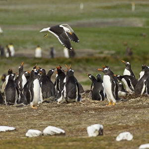 Falkland Islands, East Falkland, Volunteer Point. Kelp gull flies over gentoo penguin colony