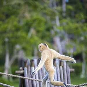 A female (blonde) buff-cheeked gibbon displays perfect balance as it walks across a tight