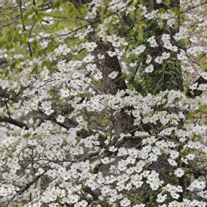 Flowering dogwood, Kentucky