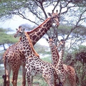 Giraffe Group or Herd w / Young, Giraffa camelopardalis, Tanzania Africa 2005