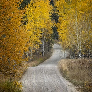 Gravel backroad and autumn aspen trees, Grand Teton National Park, Wyoming