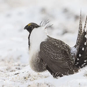 Greater Sage-Grouse, snowy courtship dance