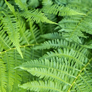 Green fern, USA