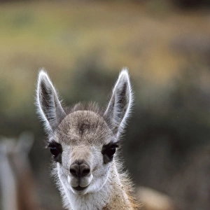 Guanaco (Lama guanicoe) calf portrait, Chile