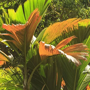 Hawaiian Tropical Botanical Gardens, near Hilo, Big Island, Hawaii, USA