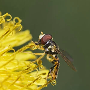 Hover fly on yellow dandelion flower, Kentucky