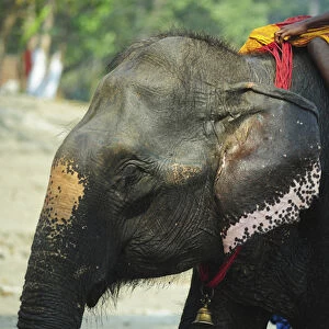 India, Bihar, Patna, Sonepur, Sonepur Mela Cattle Fait (largest in Asia), young mahout