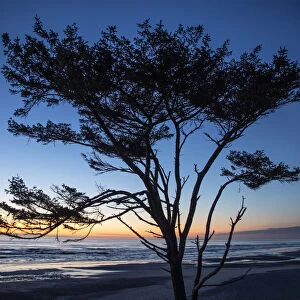 Kalaloch Beach, Olympic Peninsula, wind blown tree