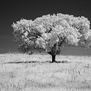 Lone tree in black and white Infrared