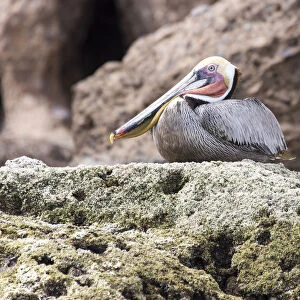 Mexico, Baja California, Sea of Cortez. Brown Pelican breeding plumage