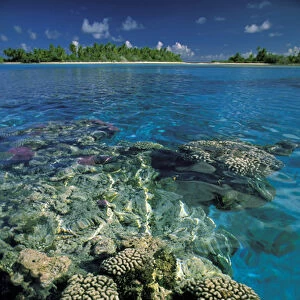 Oceania, French Polynesia, Tuamotus. Raroia Atoll