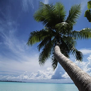Palau, Micronesia, Palm tree at Palau Lagoon
